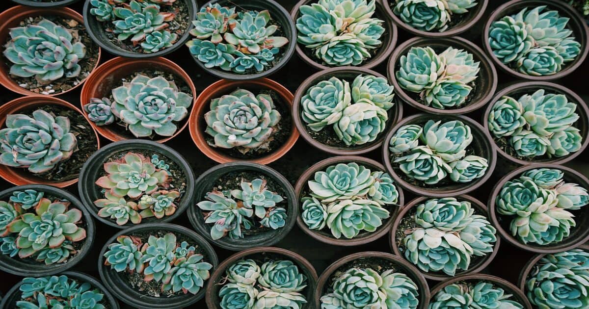 Queste piante d’appartamento possono risultare molto pericolose