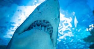 Sequestrate 3,5 tonnellate di cocaina in uno squalo