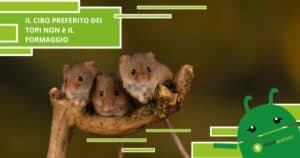 Topi, questa notizia sui loro gusti alimentari stravolgerà ogni diceria