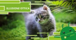Illusione Ottica, il mistero del gatto che sale e scende le scale