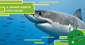 Squali, la caratteristica che vi farà smette di avere paura di loro