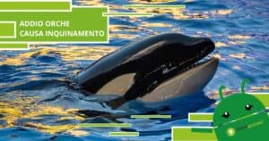 Inquinamento, la situazione ambientale disastrosa presto annienterà le orche