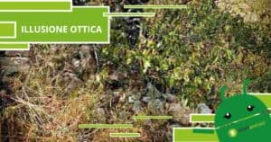 Illusione Ottica, trovare il gatto nell'immagine è quasi impossibile