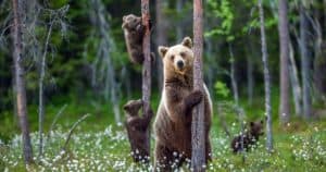 Orso trentino condannato a morte