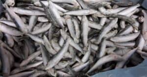 Il pesce surgelato di una donna a Londra