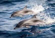 delfini katy perry
