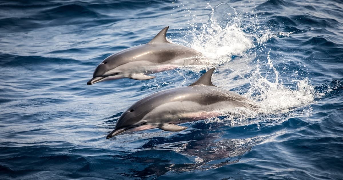 delfini katy perry