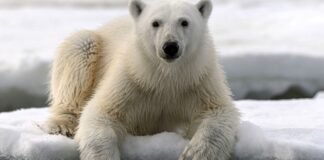 Illusione ottica tra i FANTASMI, dovete trovare PRESTO l'orso polare