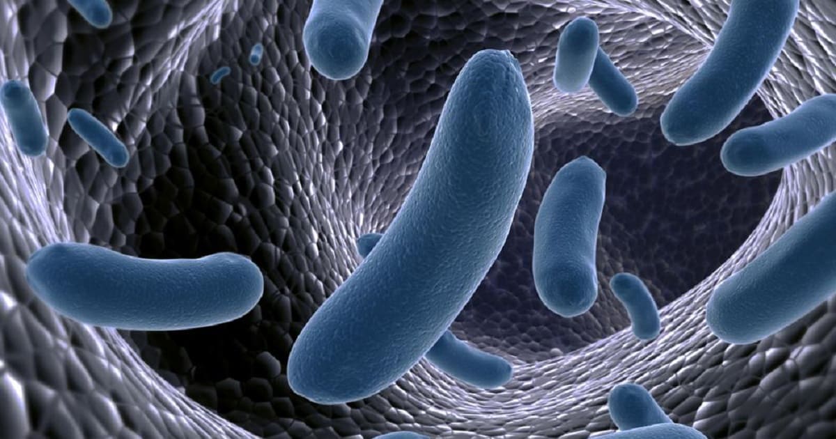 Germi e batteri