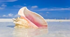“sentire l’oceano” nelle conchiglie