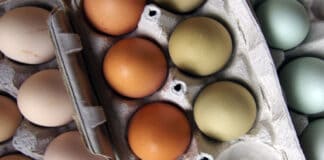 tra le uova bianche, marroni, verdi e blu