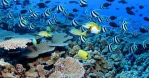 Il pesce più PROFONDO filmato a 8.000 metri, ecco il video