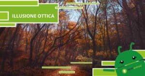 Illusione Ottica, in questa foto non direste mai che si nasconde un gufo