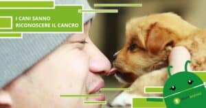 Cani, i nostri amici a 4 zampe sono in grado di rilevare il cancro nelle persone