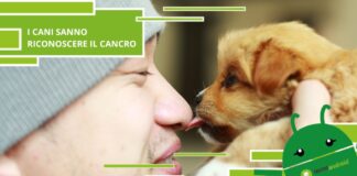 Cani, i nostri amici a 4 zampe sono in grado di rilevare il cancro nelle persone