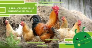Pollo, c'è una teoria che spiega come questi abbiano fatto a triplicare la loro grandezza
