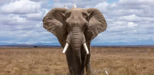 Trova l'elefante all'interno di questa nuova illusione ottica in 5 secondi