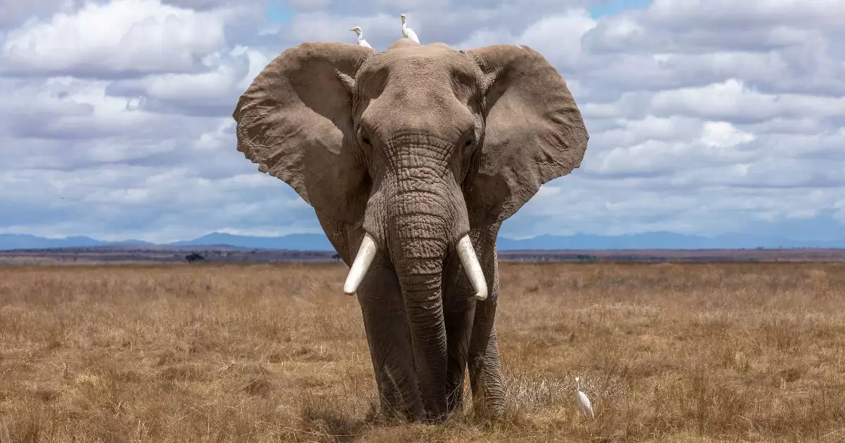 Trova l'elefante all'interno di questa nuova illusione ottica in 5 secondi