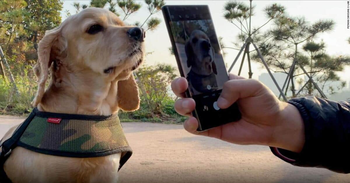 Petnow, il programma di identificazione per animali domestici con l’IA