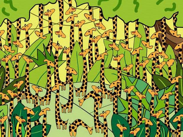 Trova il serpente nascosto tra le giraffe