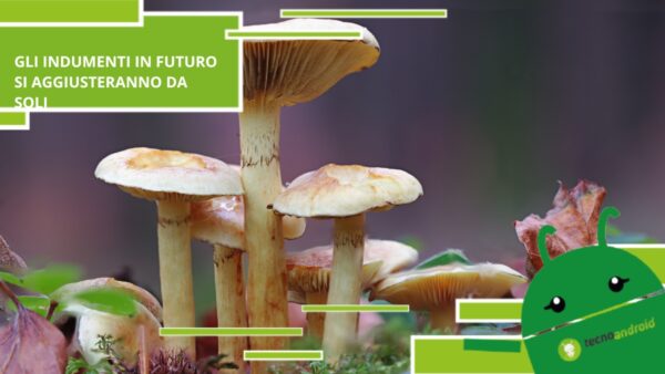 Funghi, il futuro sarà caratterizzato da indumenti che si riparano da soli