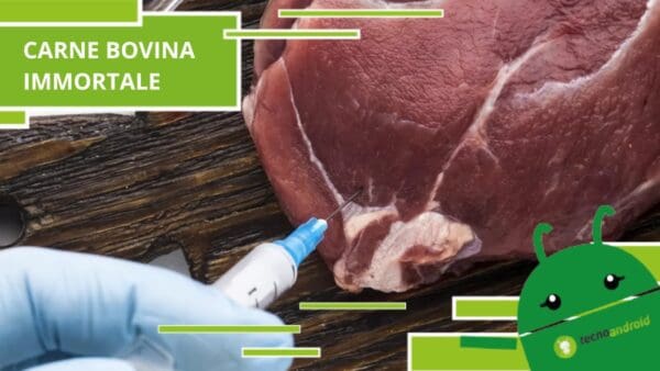 Carne bovina, dal laboratorio spunta la versione "immortale" che si riproduce all'infinito