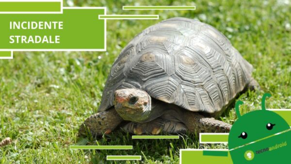 Incidenti stradali, l'ultimo è stato provocato da una tartaruga
