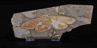 Esemplare raro di farfalla fossilizzato