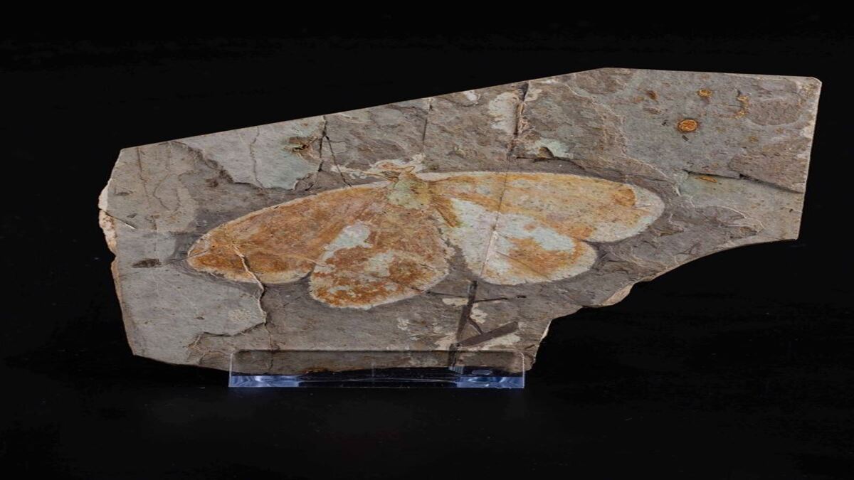Esemplare raro di farfalla fossilizzato