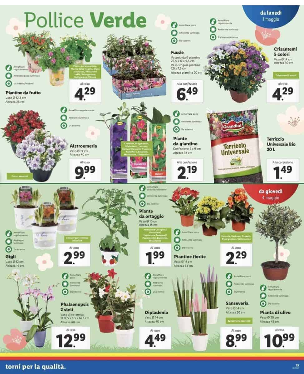 Lidl - immagine 19 Lidl - immagine 19