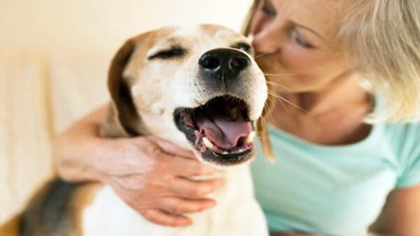 capire come gli umani hanno influenzato i cani nel tempo
