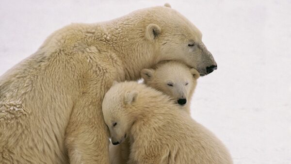 50 specie di animali che stanno per scomparire