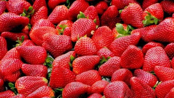 fragole