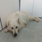 dogee v30t
