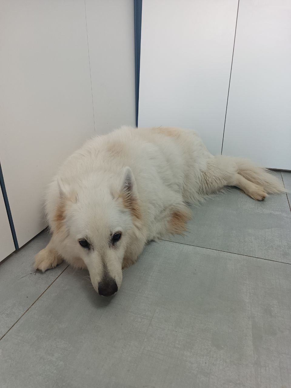dogee v30t dogee v30t