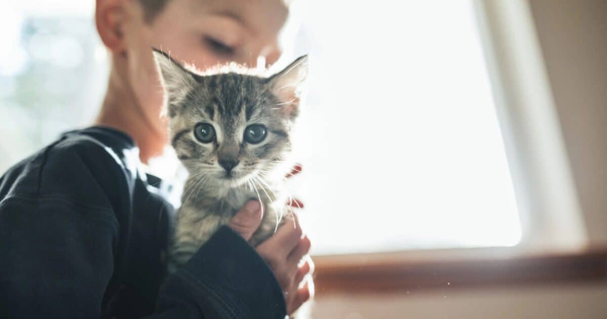 gatto