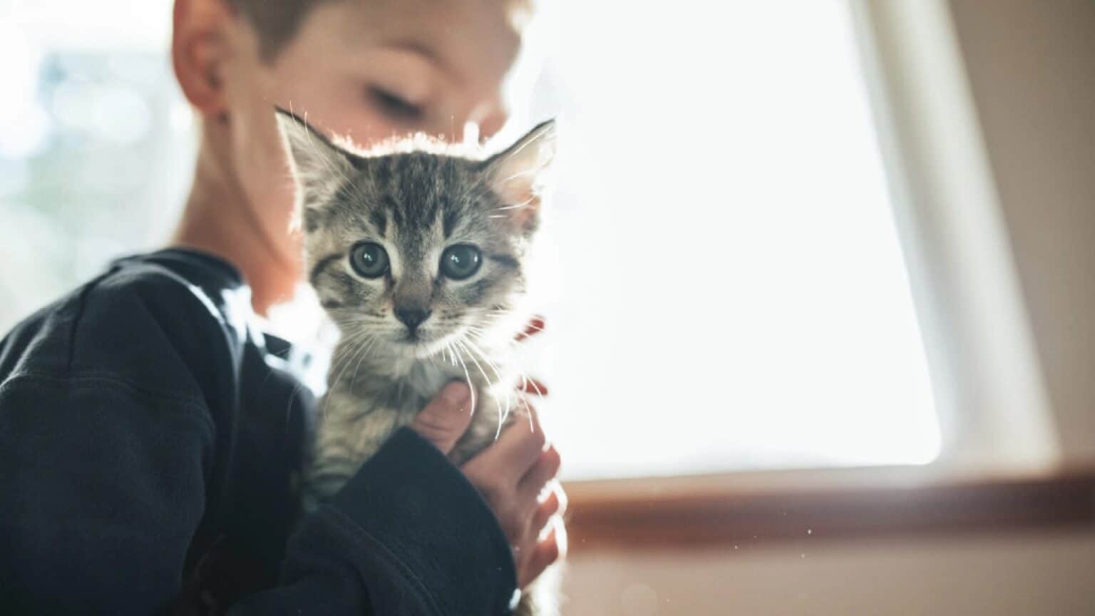 gatto