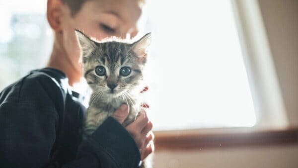 gatto