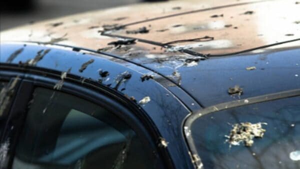 come pulire auto escrementi uccello