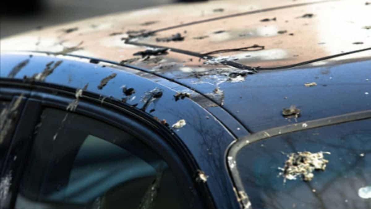 Escrementi di uccello sull'auto: rimuovili in 5 minuti - TecnoAndroid