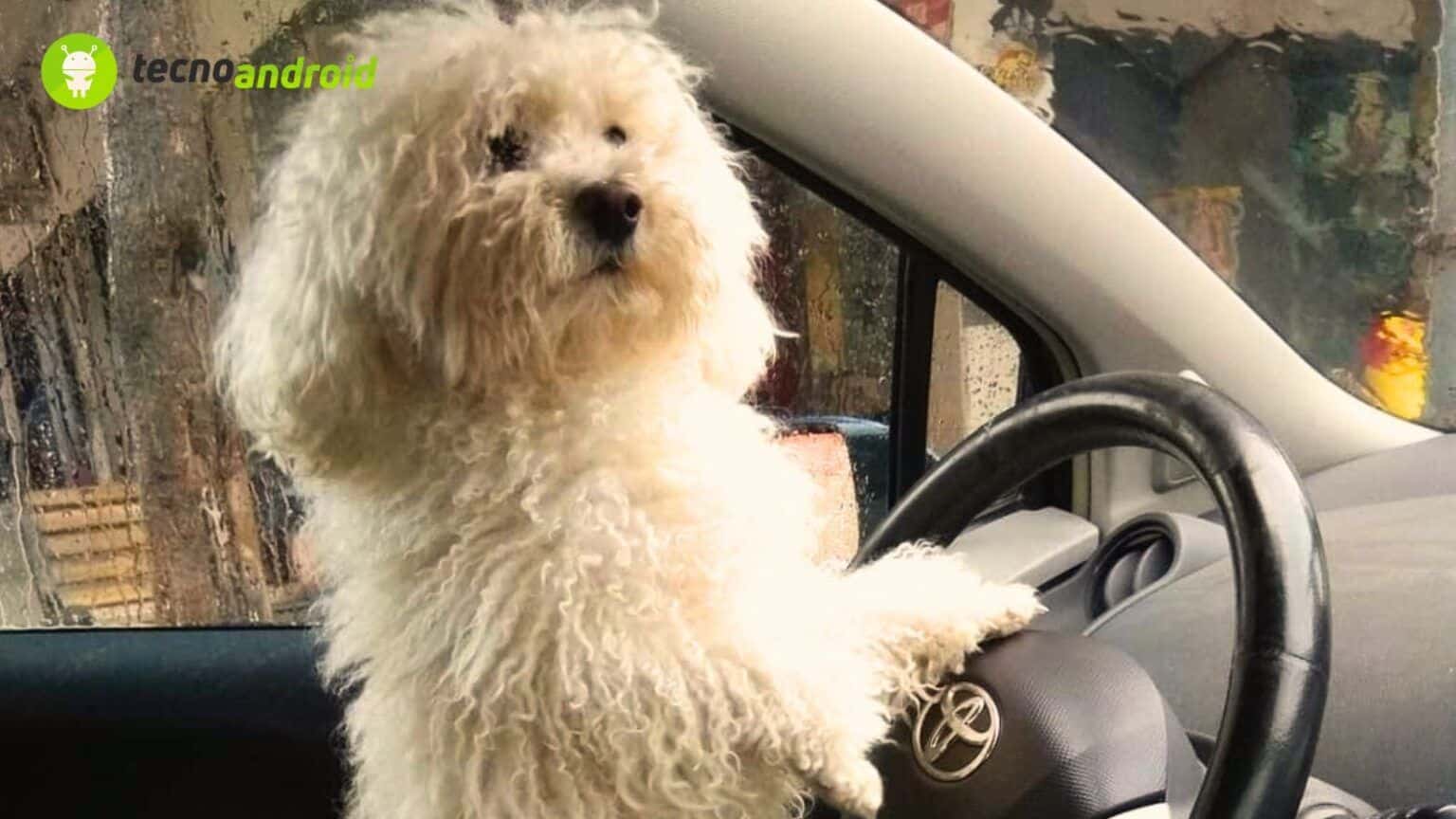 Reato trasporto animali codice stradale