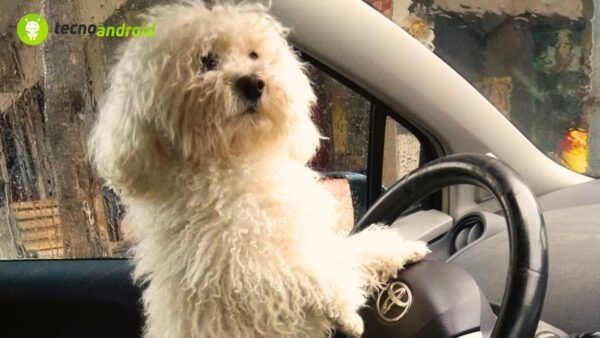 Reato trasporto animali codice stradale