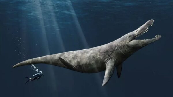 mostro marino