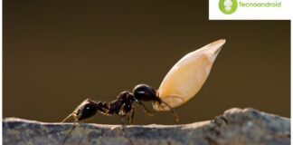 formiche