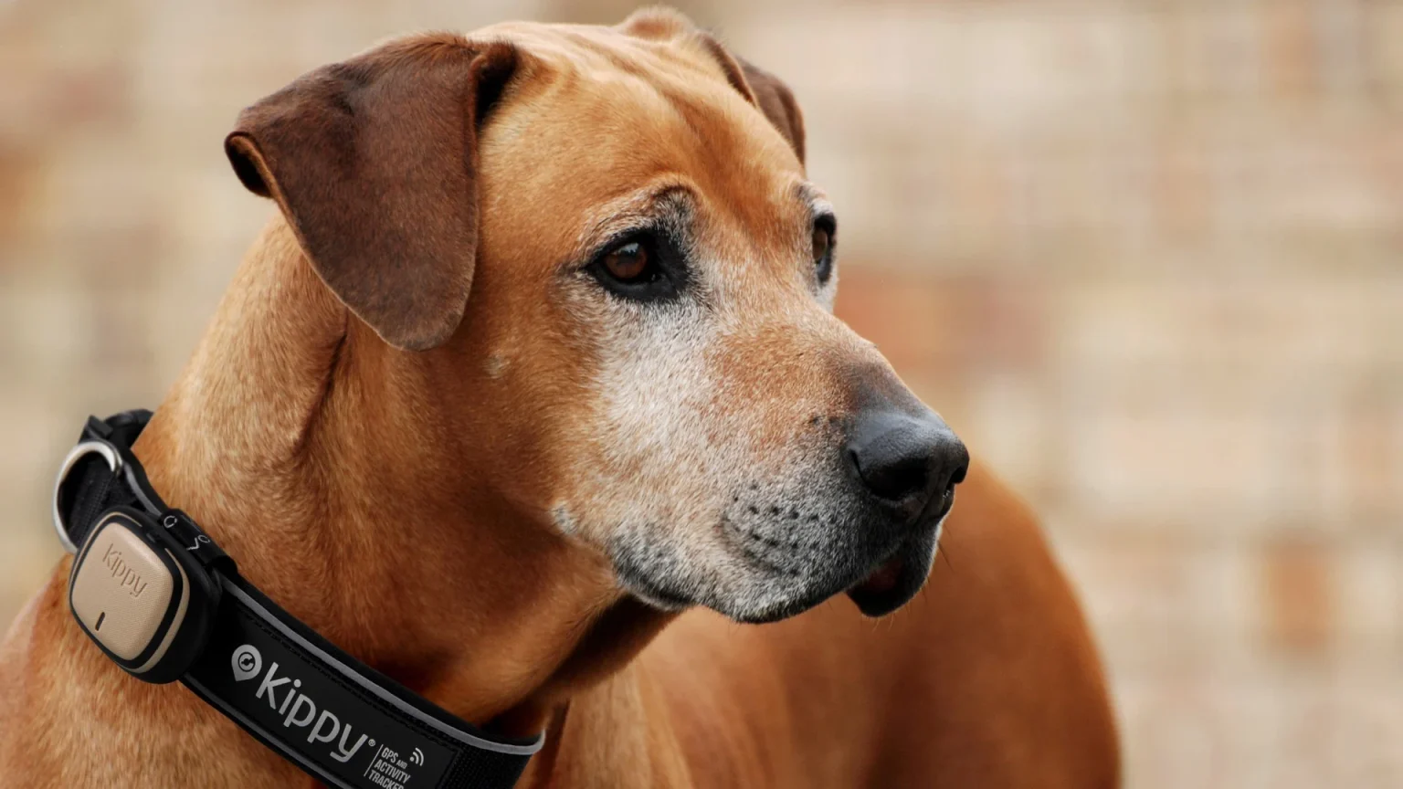 Kippy - GPS per Collare Cani