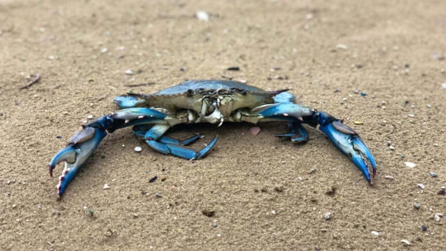 Granchio Blu, il pericoloso animale che porta all'estinzione