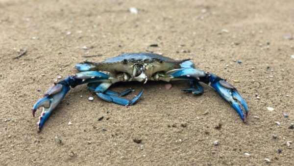 Granchio Blu, il pericoloso animale che porta all'estinzione