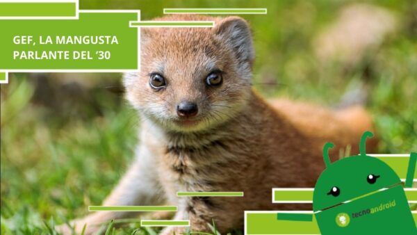 Mangusta Gef, la verità dietro la strana storia dell'animale parlante che visse negli anni '30
