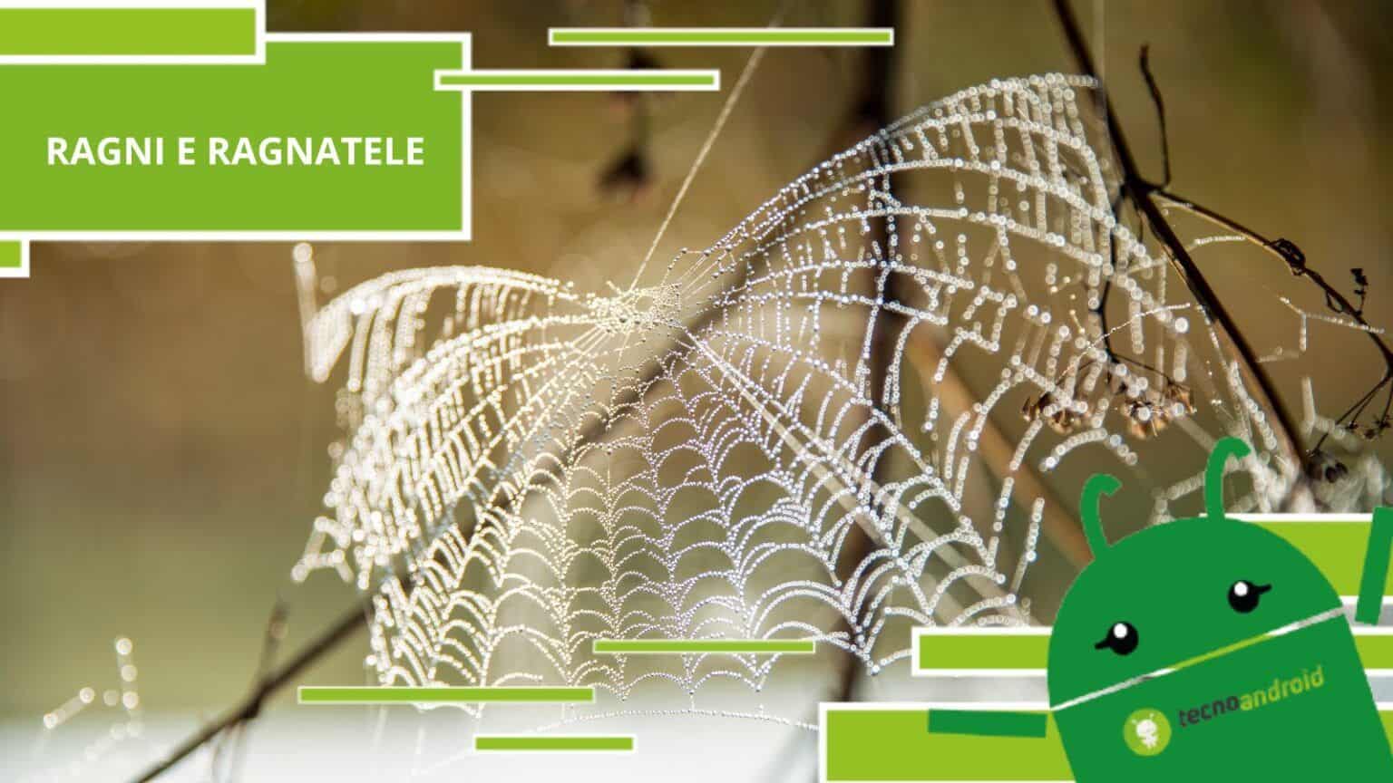 Ragni, i tessitori sono in grado di tessere ragnatele più resistenti del ferro