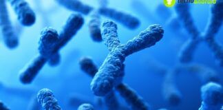 scienza cromosoma y
